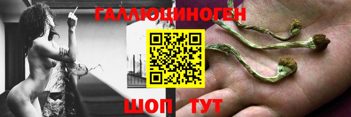 Псилоцибиновые грибы Cubensis Вятские Поляны